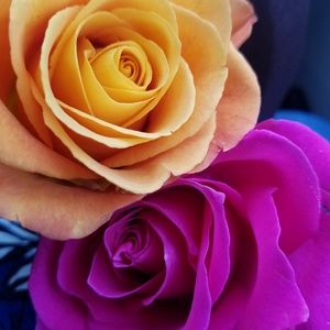 Meet your Posher, Erinn